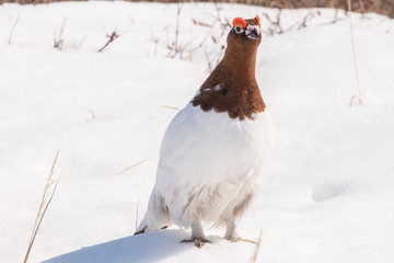 Male ptarmigan in tundra on snow in summer feather closeup