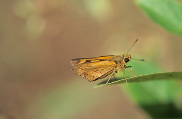 Swift butterfly