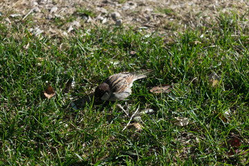Obraz premium Sparrow in the grass - Bird looking for worm