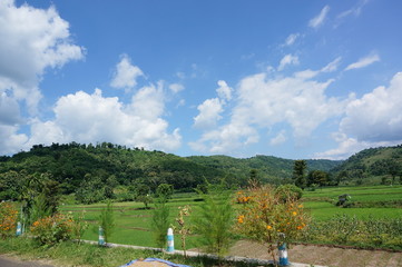 Fields that are used for growing rice and at harvest time, rice plants after planting by terracing farming methods	