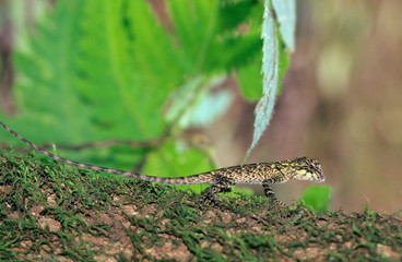 Forest Calotes