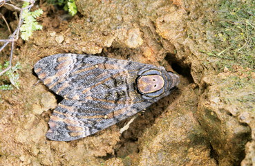 Death head moth