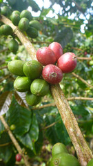 Kaffee - Frucht - Baum - Südamerika