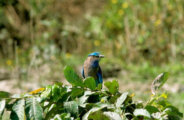 Obraz premium Indian Roller, Kaziranga, Assam, India