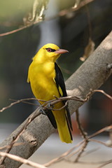 Indian Goldern Oriole, Oriolus kundoo, is the only member of the oriole family of passerine birds to breed in northern hemisphere temperate regions at Mumbai, India