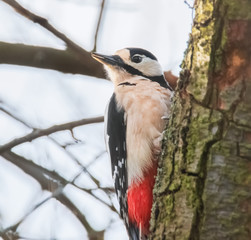 Buntspecht am Baum