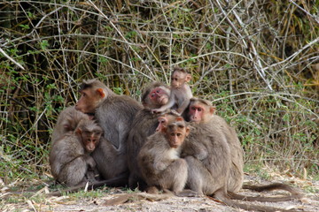 The Bonnet Macaque (Macaca radiata), Bandipur, Karnataka
