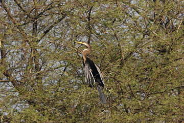 The Anhinga (Anhinga anhinga), sometimes called Snakebird, Darter,