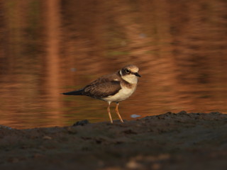 The Javan plover (Charadrius javanicus) is a species of bird in the family Charadriidae. It is endemic to Indonesia. Its natural habitats are sandy shores and intertidal flats.