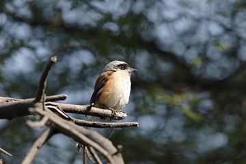 The Long-tailed Shrike or the Rufous-backed Shrike (Lanius schach)