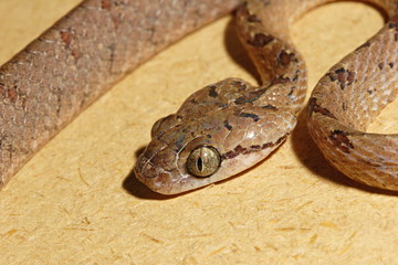 Beddome's Cat Snake, Boiga beddomei, is a species of snake found in Sri Lanka and India, Western Ghats, Maharashtra