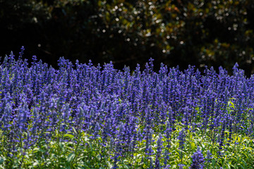 Obraz premium field of lavender flowers
