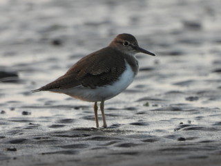 Common sandpiper (Actitis hypoleucos) is a bird species from the family Scolopacidae, of the genus Actitis. This bird is a type of crustacean-eating birds, insects, invertebrates