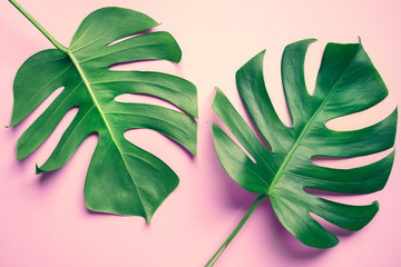 Beautiful monstera leaves (leaf) on colorful for decorating composition design background