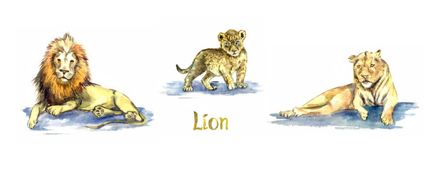 Lion family collection, lion, cub and lioness, handpainted watercolor illustration isolated on white, element for design