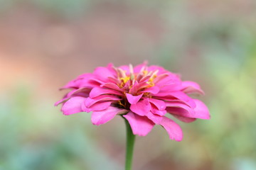 Obraz premium macro shot of pink marigold flower