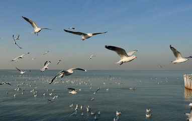Group of Seagulls flying and floating on the sea surface , Seagull with blue sky in background at Bang Poo Recreational Retreat, Migratory birds in winter, Thailand