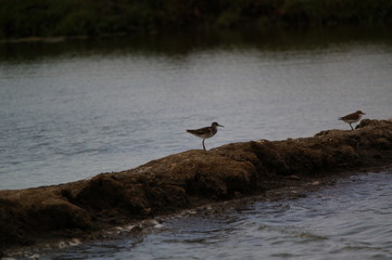 Common sandpiper (Actitis hypoleucos) is a bird species from the family Scolopacidae, of the genus Actitis. This bird is a type of crustacean-eating birds, insects, invertebrates