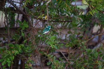 The cerulean kingfisher (Alcedo coerulescens) is a kingfisher in the...
