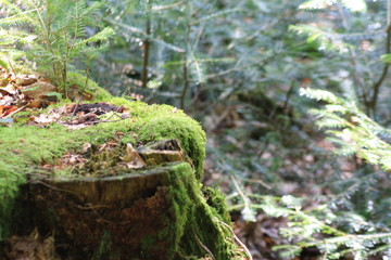 moss on tree