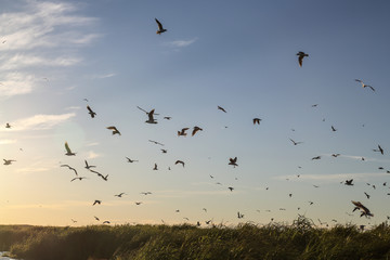 flock of birds in flight