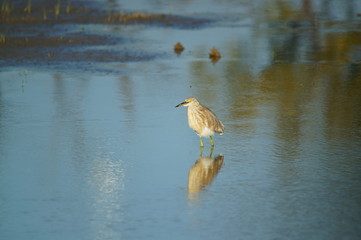 The Javan pond heron (Ardeola speciosa) is a wading bird of the heron family, found in shallow fresh and salt-water wetlands in Southeast Asia. Its diet comprises insects, fish, and crabs.
