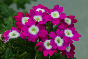 natura