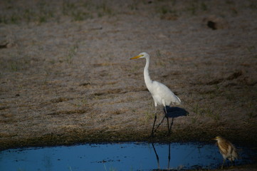 The great egret (Ardea alba) is a species of bird from the family Ardeidae, of the genus Egretta. This bird is a type of fish-eating birds, shrimp that have habitat in mangroves and sand, rice fields.