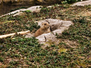 a small animal in zoo