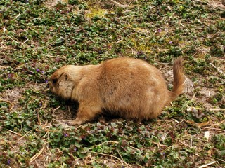 a small animal in zoo