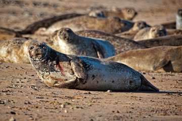Injured female common (harbour) seal lying on a beach with fresh wounds.