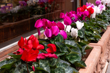Fototapeta na wymiar Flowers in ceramic pots in the European garden near the window 