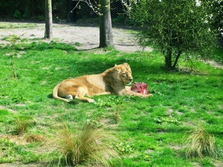 a lion in zoo