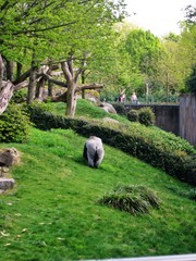 gorilla Bokito in zoo