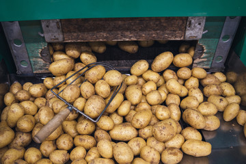 Tasty potatoes in the supermarket.