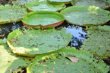 Victoria Amazonica or water Lily in Thailand