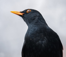 Amsel Portrait