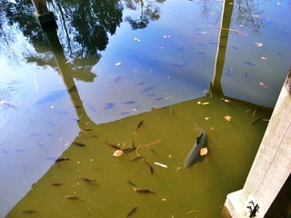 big fish in the lake