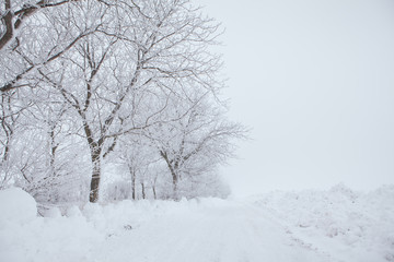 trees and road covered with snow in the winter 