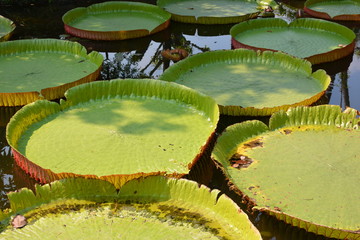 Victoria Amazonica or water Lily in Thailand