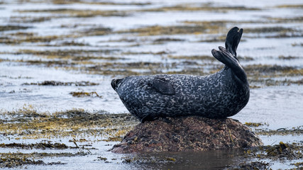 Common seal or harbour seal lounging on a rock in the ocean and showing his flippers