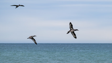 Fototapeta na wymiar Gannets (juveniles) flying low over the ocean hunting for fish