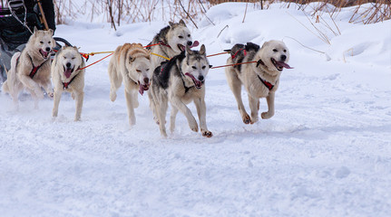 sled dog race on snow in winter