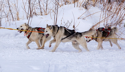 Fototapeta na wymiar sled dog race on snow in winter