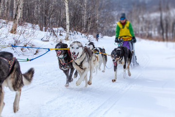 musher hiding behind sleigh at sled dog race on snow in winter