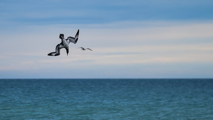 Fototapeta na wymiar Gannet juvenile diving into the ocean with a seagull flying in the background