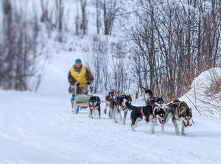  musher hiding behind sleigh at sled dog race on snow in winter