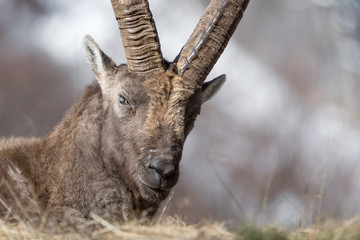 The majestic Ibex mountain (Capra ibex)