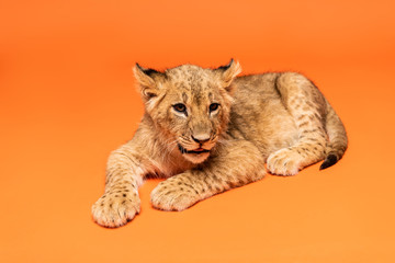 cute lion cub lying on orange background