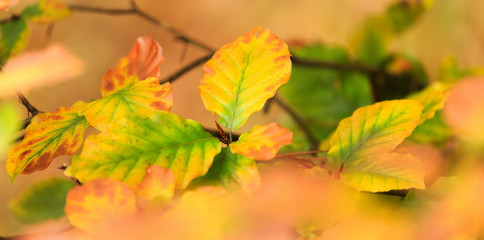 herfstbladeren